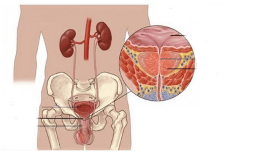простатит при мъжете